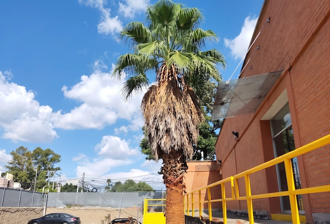 limpieza_palmera_antes
