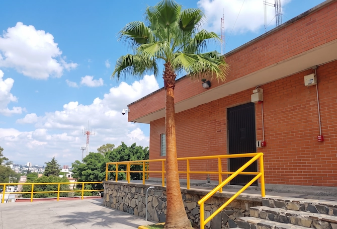 limpieza_palmera_despues